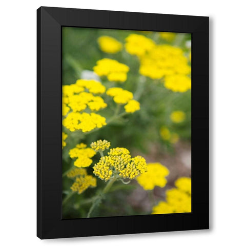 Field of Yellow Black Modern Wood Framed Art Print by Millet, Karyn