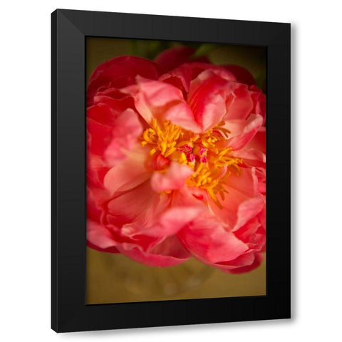 Coral Peony Black Modern Wood Framed Art Print by Millet, Karyn