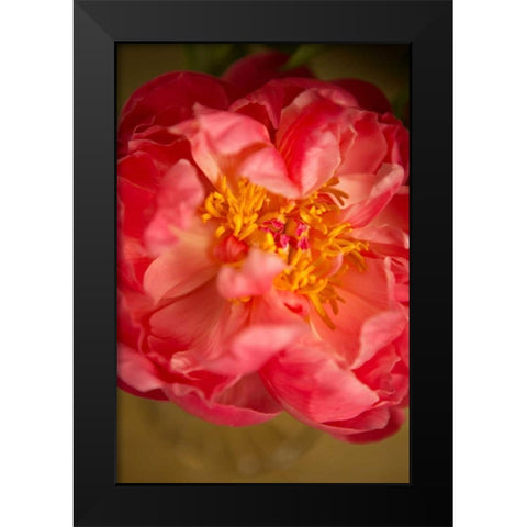 Coral Peony Black Modern Wood Framed Art Print by Millet, Karyn