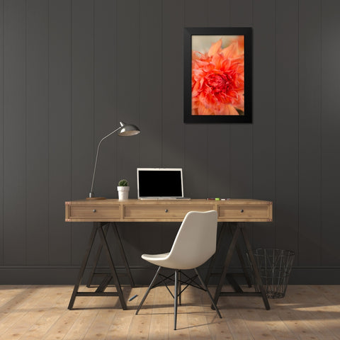 Coral Dahlia Black Modern Wood Framed Art Print by Millet, Karyn