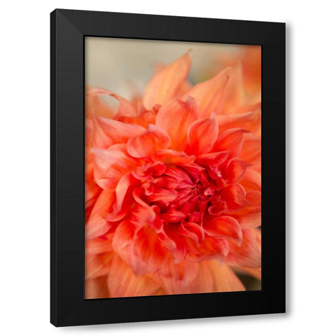 Coral Dahlia Black Modern Wood Framed Art Print by Millet, Karyn