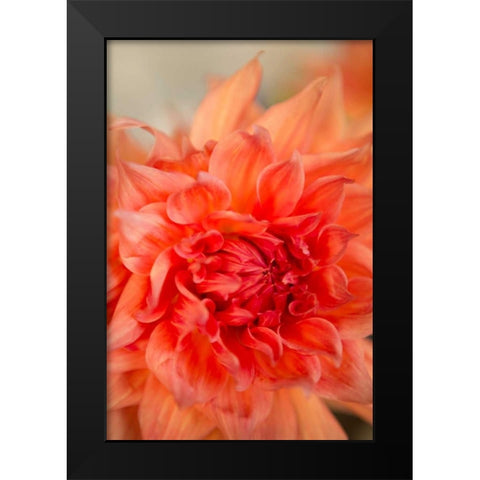 Coral Dahlia Black Modern Wood Framed Art Print by Millet, Karyn