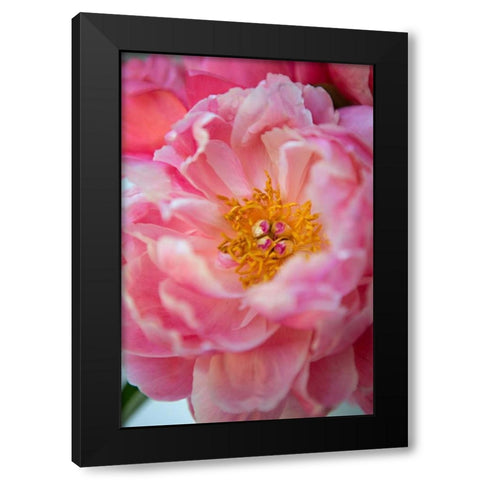 Pink Peony Black Modern Wood Framed Art Print by Millet, Karyn