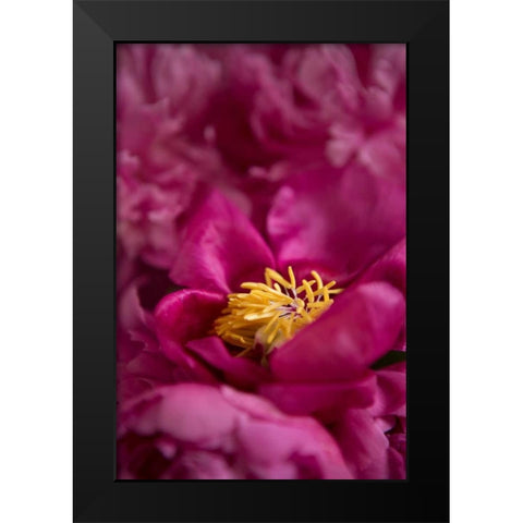 Fuchsia Peonies I Black Modern Wood Framed Art Print by Millet, Karyn