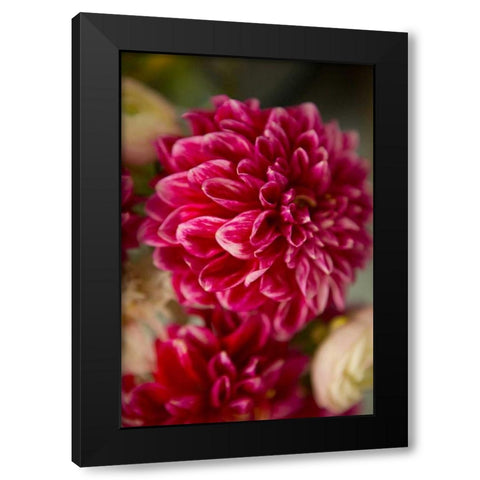 Pink and White Dahlias II Black Modern Wood Framed Art Print by Millet, Karyn