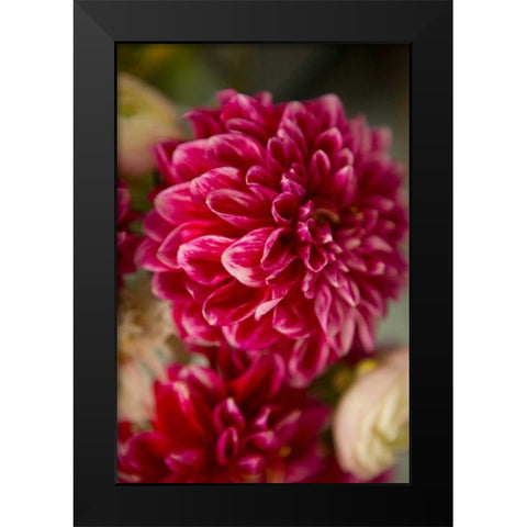 Pink and White Dahlias II Black Modern Wood Framed Art Print by Millet, Karyn