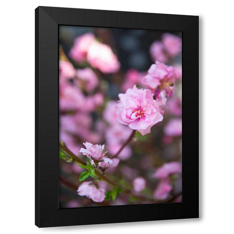 Pink Blossoms I Black Modern Wood Framed Art Print by Millet, Karyn