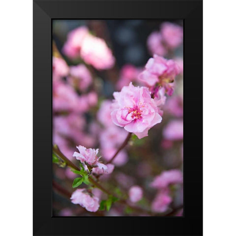 Pink Blossoms I Black Modern Wood Framed Art Print by Millet, Karyn