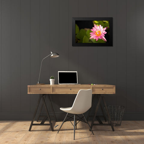 Pink Pond Lily Black Modern Wood Framed Art Print by Millet, Karyn