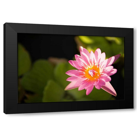 Pink Pond Lily Black Modern Wood Framed Art Print with Double Matting by Millet, Karyn