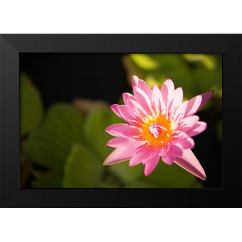 Pink Pond Lily Black Modern Wood Framed Art Print by Millet, Karyn