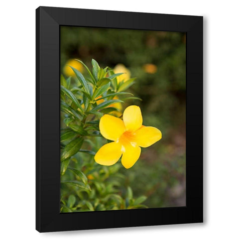 Yellow Blossom Black Modern Wood Framed Art Print with Double Matting by Millet, Karyn