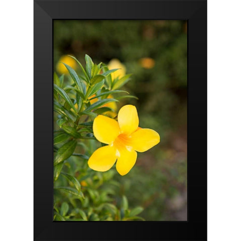 Yellow Blossom Black Modern Wood Framed Art Print by Millet, Karyn