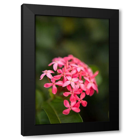 Pink Hydrangea Black Modern Wood Framed Art Print with Double Matting by Millet, Karyn