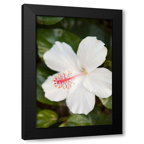 White Hibiscus Black Modern Wood Framed Art Print with Double Matting by Millet, Karyn