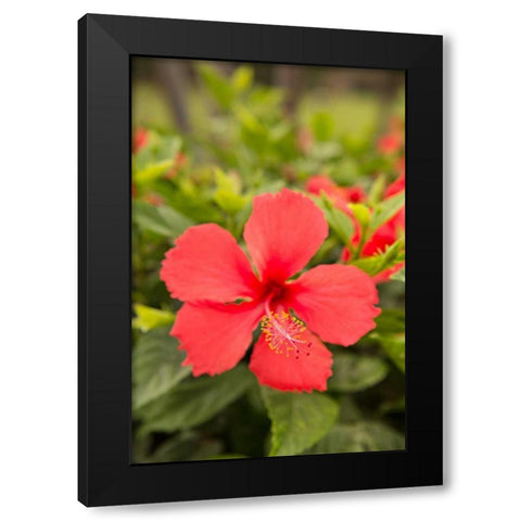 Red Hibisucs Black Modern Wood Framed Art Print by Millet, Karyn