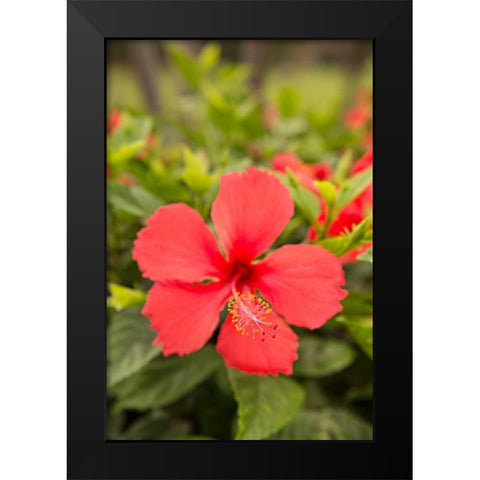 Red Hibisucs Black Modern Wood Framed Art Print by Millet, Karyn