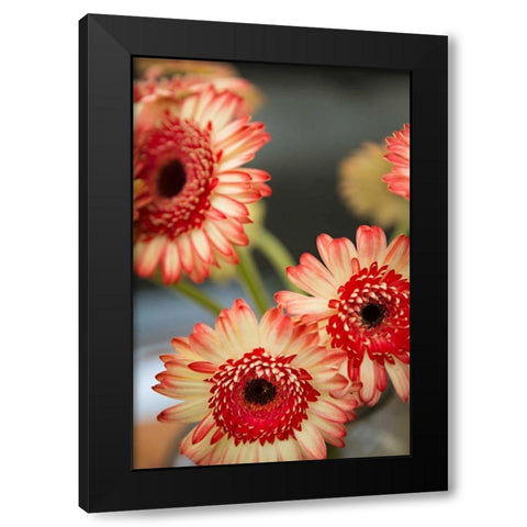 Red and White Daisies I Black Modern Wood Framed Art Print by Millet, Karyn