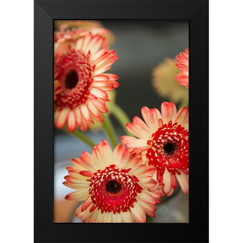 Red and White Daisies I Black Modern Wood Framed Art Print by Millet, Karyn