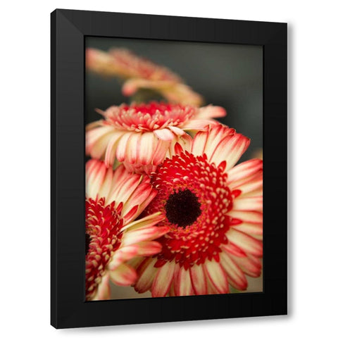 Red and White Daisies II Black Modern Wood Framed Art Print by Millet, Karyn