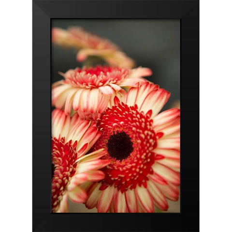 Red and White Daisies II Black Modern Wood Framed Art Print by Millet, Karyn