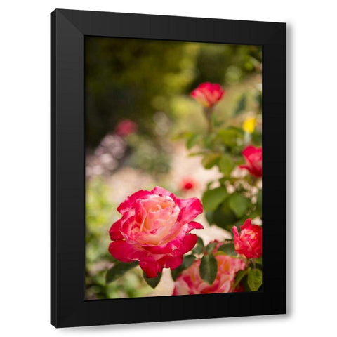 Rose Garden I Black Modern Wood Framed Art Print with Double Matting by Millet, Karyn