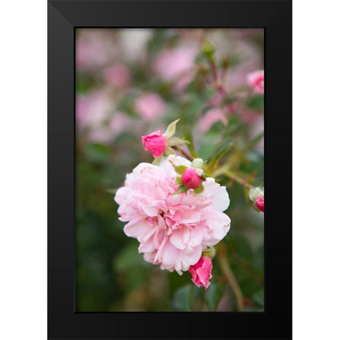 Rose Garden II Black Modern Wood Framed Art Print by Millet, Karyn