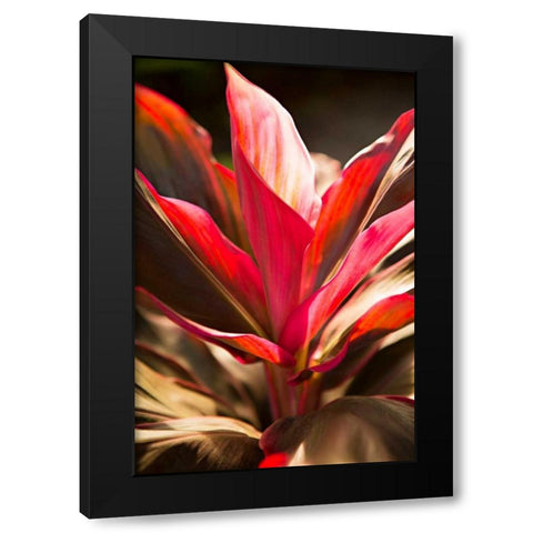 Red Ti Leaves Black Modern Wood Framed Art Print with Double Matting by Millet, Karyn