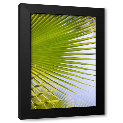 Palm Branch Black Modern Wood Framed Art Print with Double Matting by Millet, Karyn