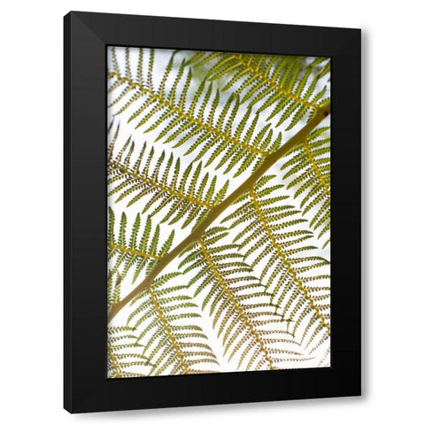 Fern Black Modern Wood Framed Art Print by Millet, Karyn