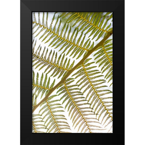 Fern Black Modern Wood Framed Art Print by Millet, Karyn