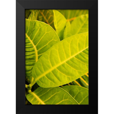 Green Leaves I Black Modern Wood Framed Art Print by Millet, Karyn
