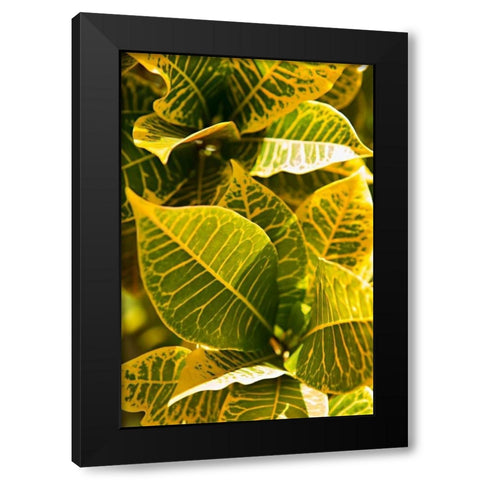 Green Leaves II Black Modern Wood Framed Art Print by Millet, Karyn