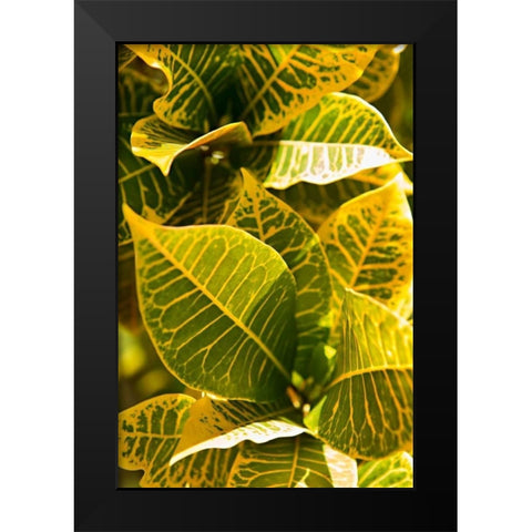 Green Leaves II Black Modern Wood Framed Art Print by Millet, Karyn