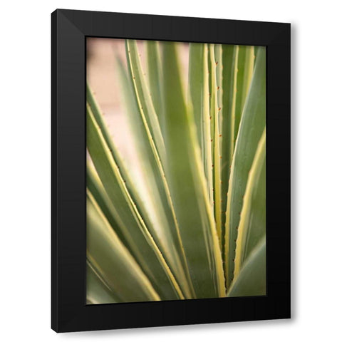 Succulent Garden I Black Modern Wood Framed Art Print with Double Matting by Millet, Karyn