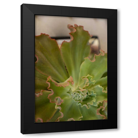 Succulent Garden II Black Modern Wood Framed Art Print by Millet, Karyn
