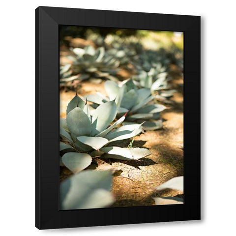 Succulent Garden III Black Modern Wood Framed Art Print by Millet, Karyn