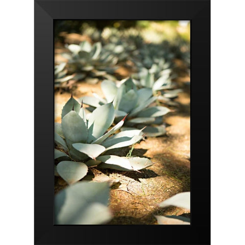 Succulent Garden III Black Modern Wood Framed Art Print by Millet, Karyn