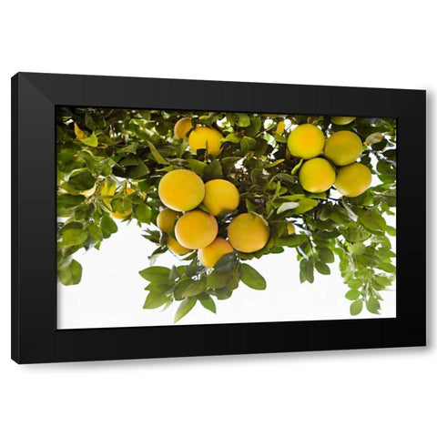 Lemon Grove I Black Modern Wood Framed Art Print by Millet, Karyn