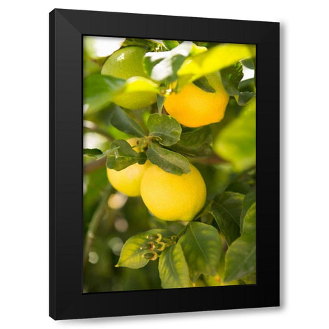 Lemon Grove II Black Modern Wood Framed Art Print by Millet, Karyn