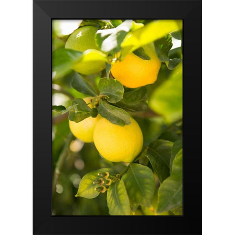Lemon Grove II Black Modern Wood Framed Art Print by Millet, Karyn