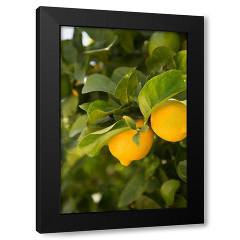 Lemon Grove III Black Modern Wood Framed Art Print with Double Matting by Millet, Karyn