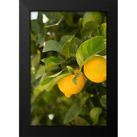 Lemon Grove III Black Modern Wood Framed Art Print by Millet, Karyn
