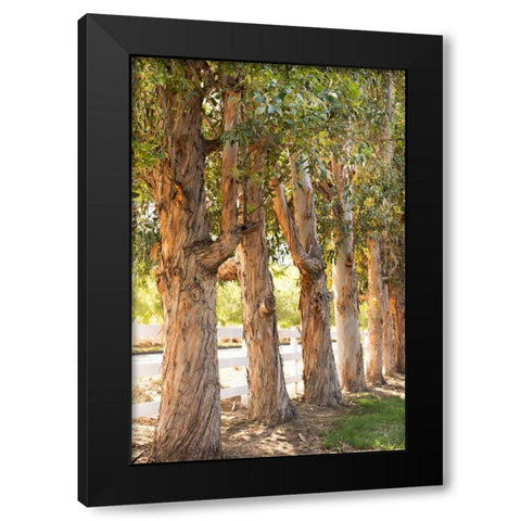 Eucalyptus Trees Black Modern Wood Framed Art Print with Double Matting by Millet, Karyn