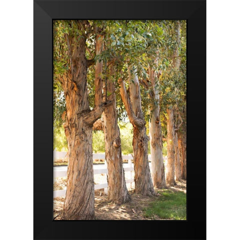 Eucalyptus Trees Black Modern Wood Framed Art Print by Millet, Karyn