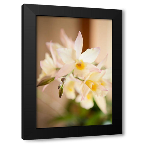 White and Yellow Bursting Flower Black Modern Wood Framed Art Print with Double Matting by Millet, Karyn