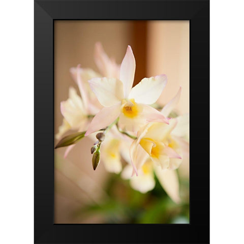 White and Yellow Bursting Flower Black Modern Wood Framed Art Print by Millet, Karyn