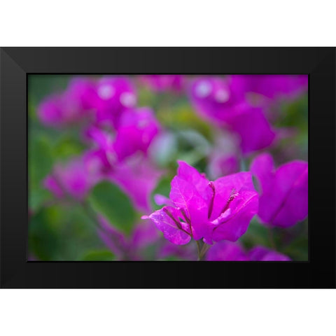 Magenta Bloom Black Modern Wood Framed Art Print by Millet, Karyn