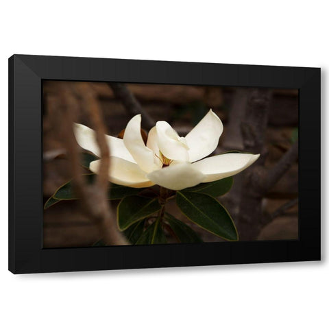Lone Magnolia Black Modern Wood Framed Art Print by Millet, Karyn