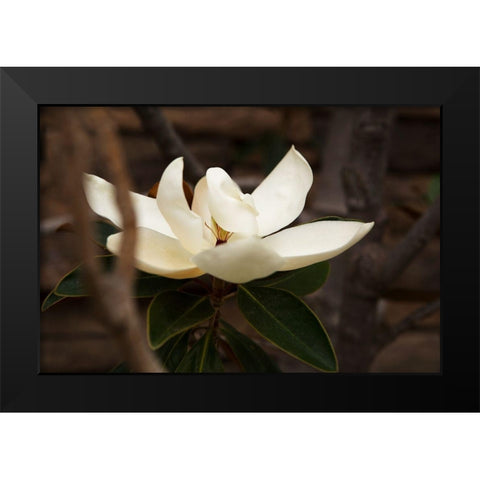 Lone Magnolia Black Modern Wood Framed Art Print by Millet, Karyn